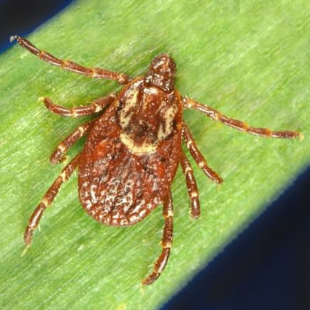 American Dog Tick